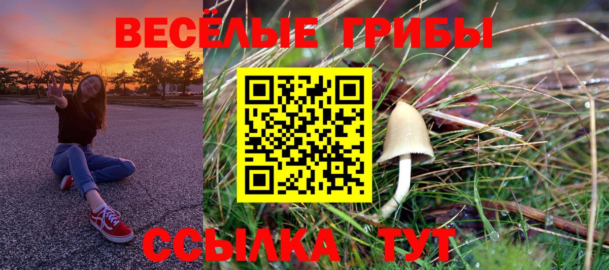 Галлюциногенные грибы MAGIC MUSHROOMS  как найти   Гатчина  Вход с VPN  Галлюциногенные грибы мицелий 